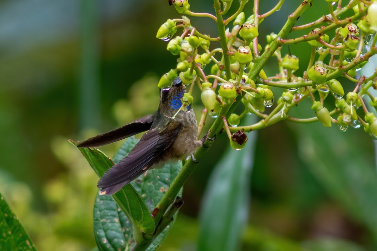 Schwarzohrkolibri (inornata) - ML615210014