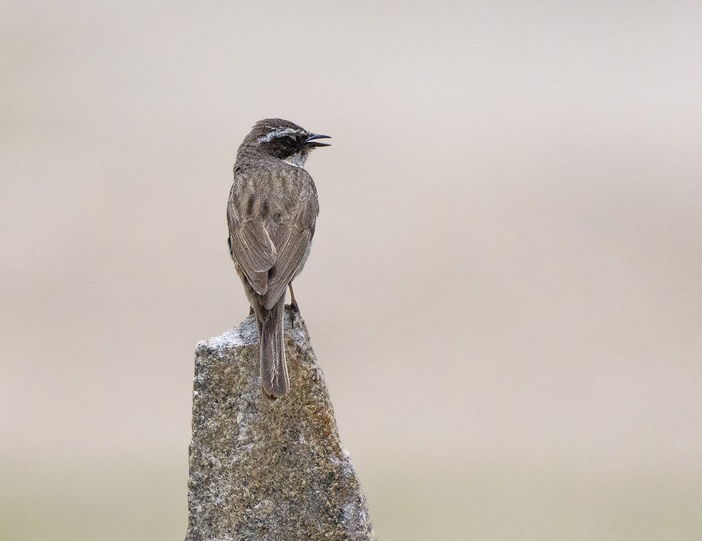 Brown Accentor - Rejaul Karim