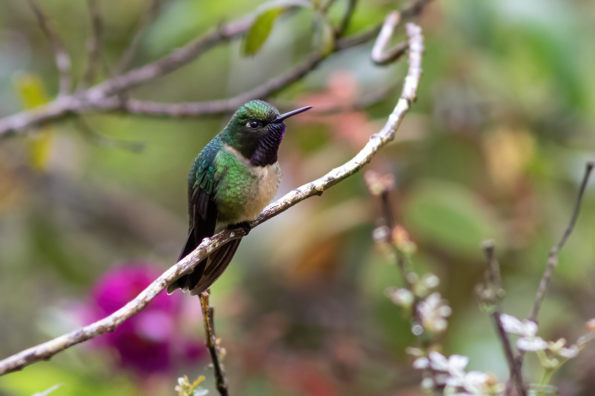 Colibrí Gorjiamatista (grupo amethysticollis) - ML615210030