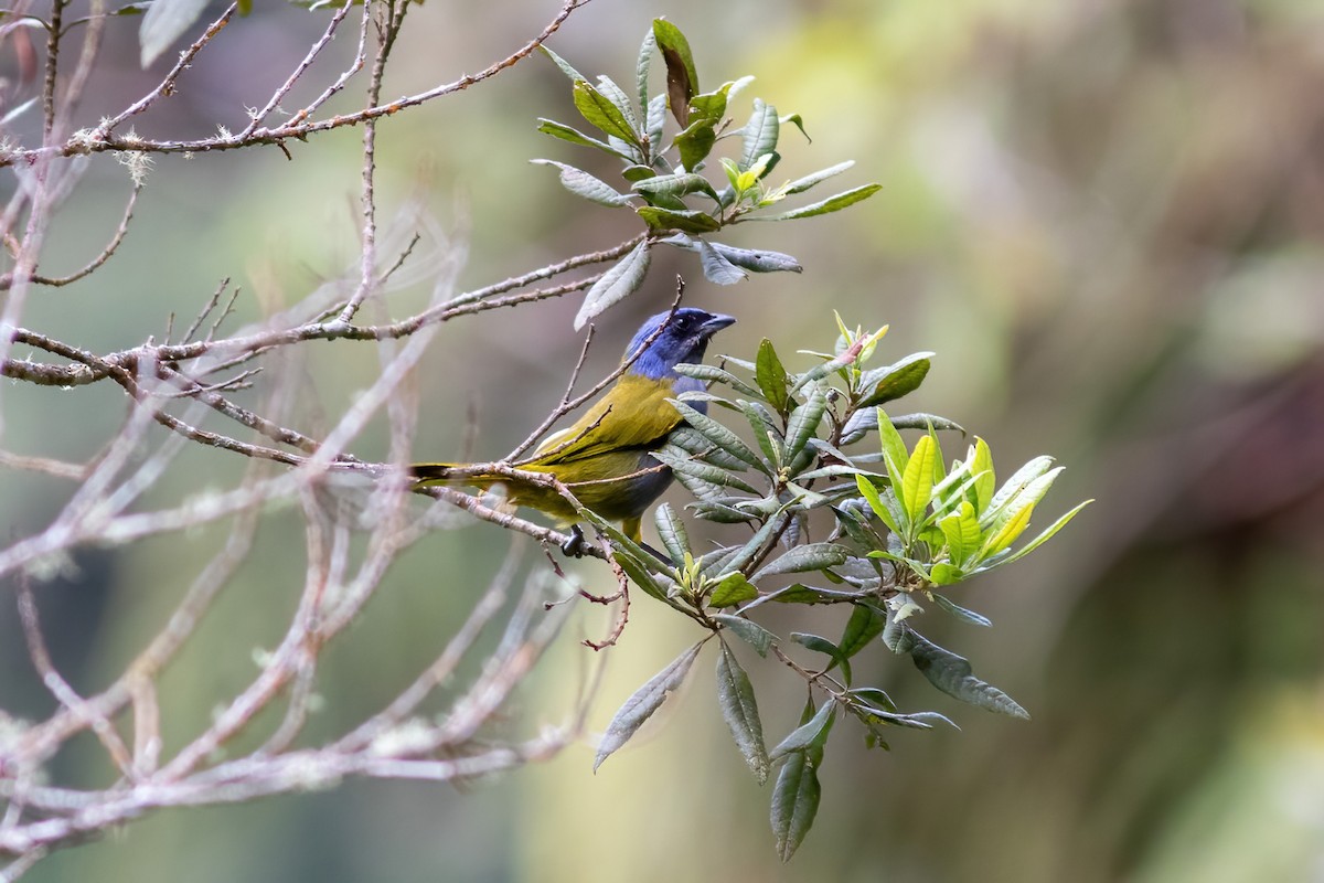 Blue-capped Tanager - ML615210062