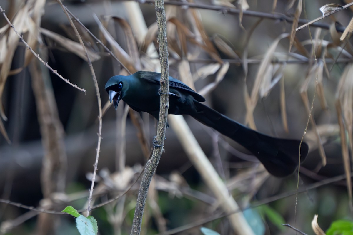 Racket-tailed Treepie - ML615210123