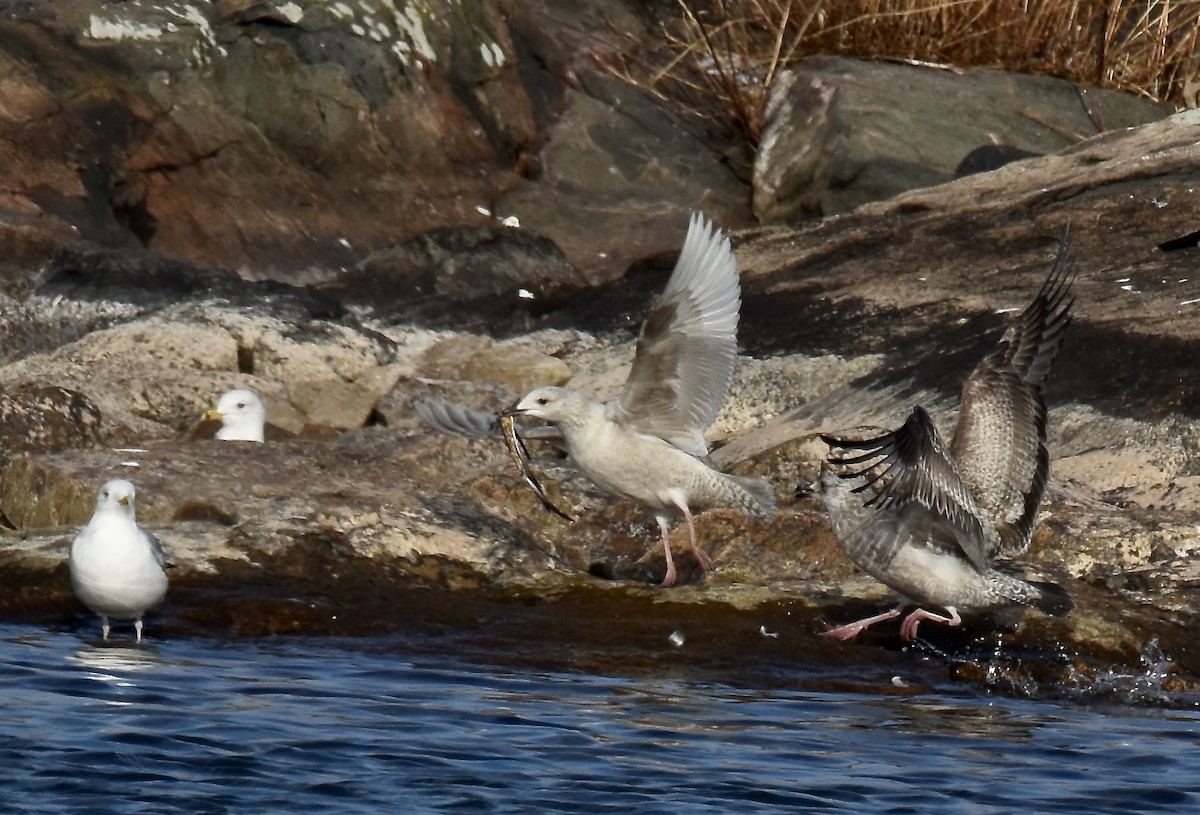 Iceland Gull - scot stewart