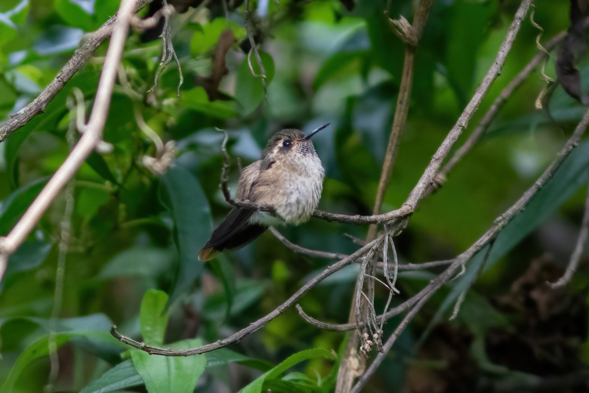 Speckled Hummingbird - ML615210145