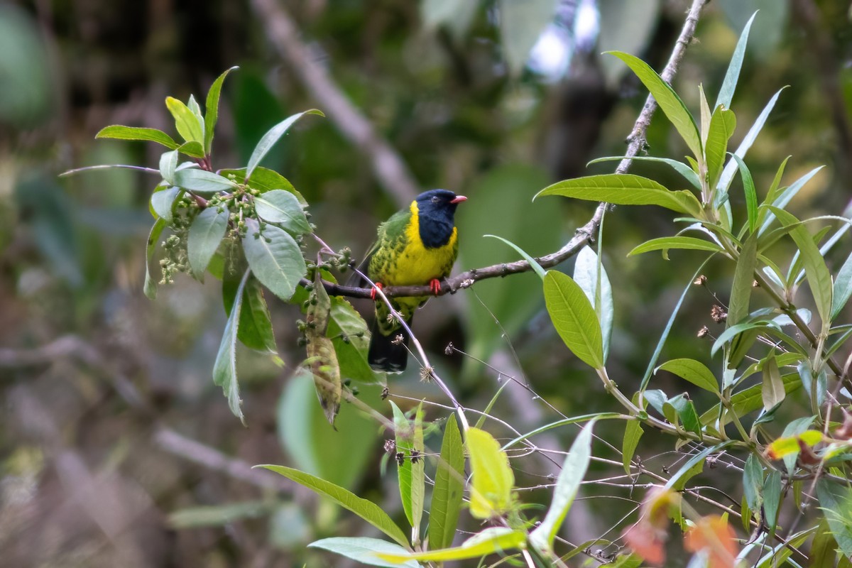 Frutero Colifajado - ML615210155