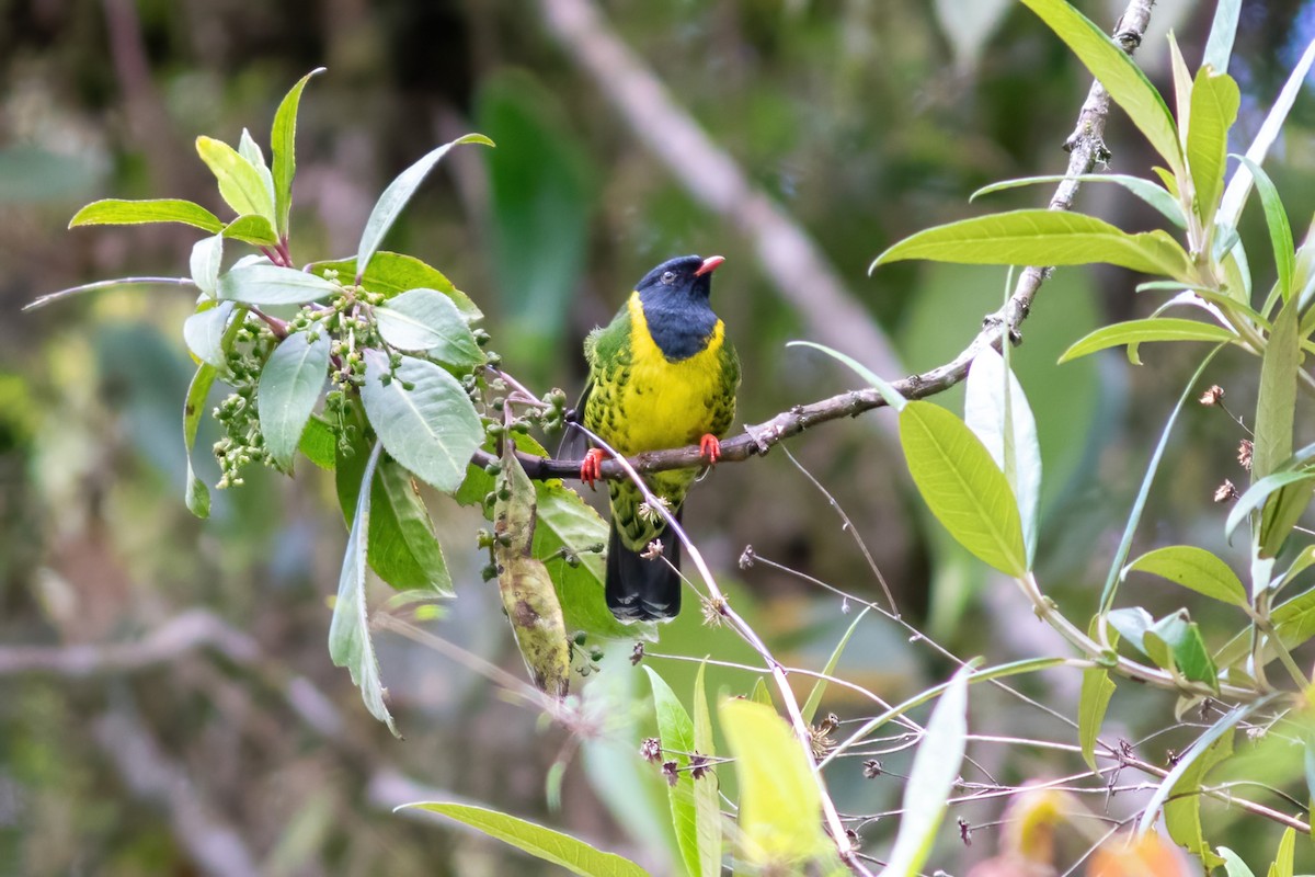 Band-tailed Fruiteater - John C Sullivan