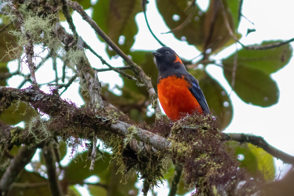 Scarlet-bellied Mountain Tanager - ML615210196