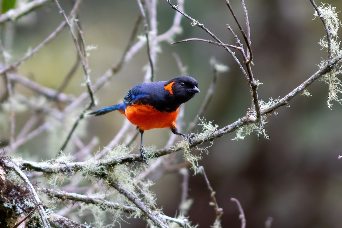 Scarlet-bellied Mountain Tanager - ML615210197