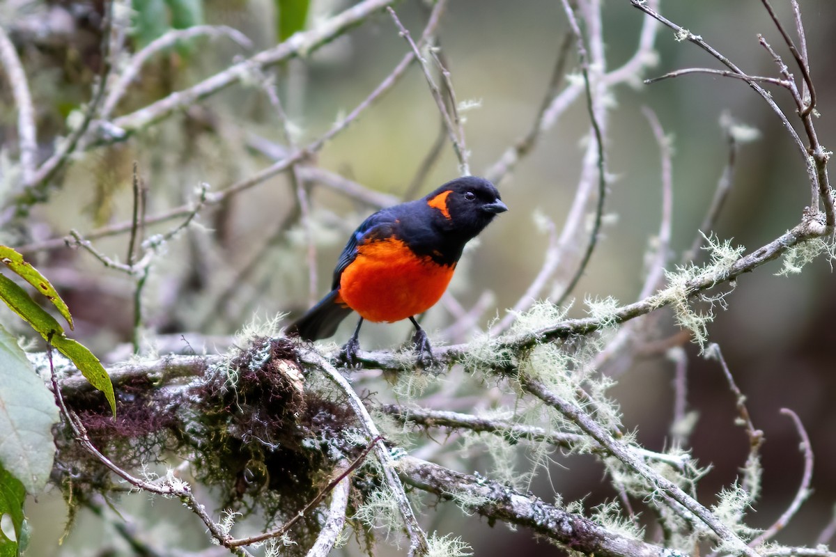 Scarlet-bellied Mountain Tanager - ML615210198