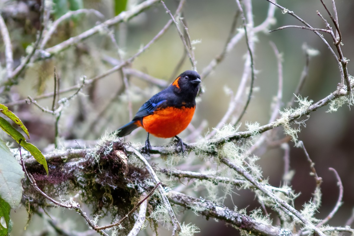 Scarlet-bellied Mountain Tanager - ML615210199