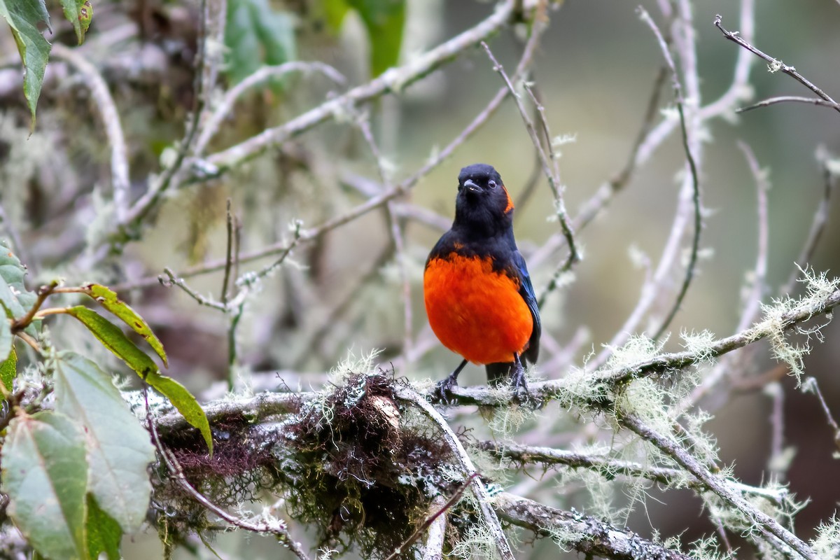 Scarlet-bellied Mountain Tanager - ML615210200