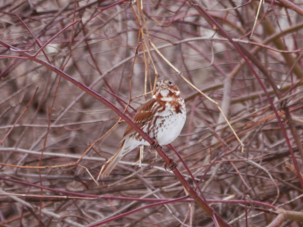 Fox Sparrow - ML615210215