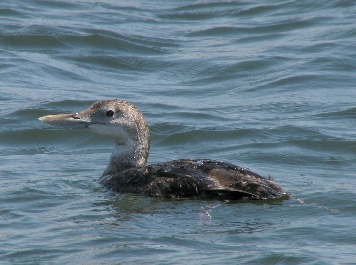 Yellow-billed Loon - ML615210237