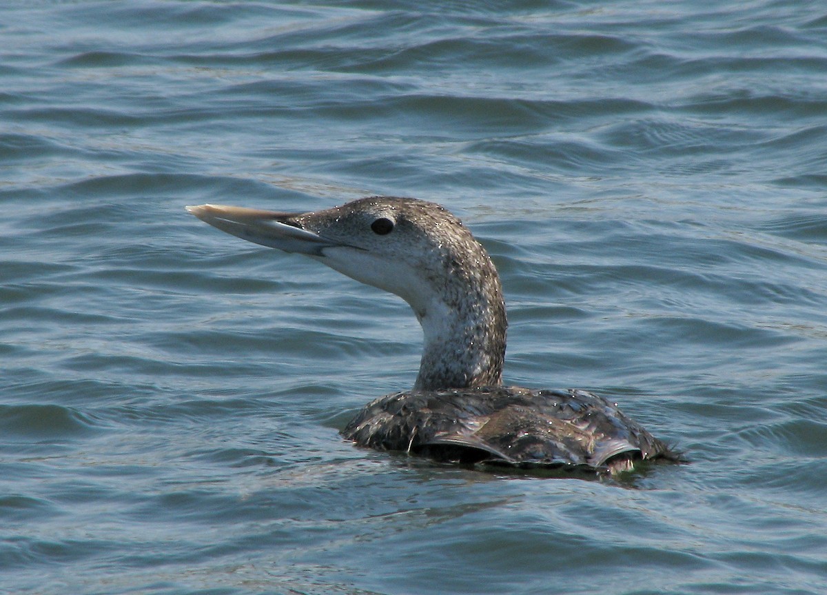 Yellow-billed Loon - ML615210238