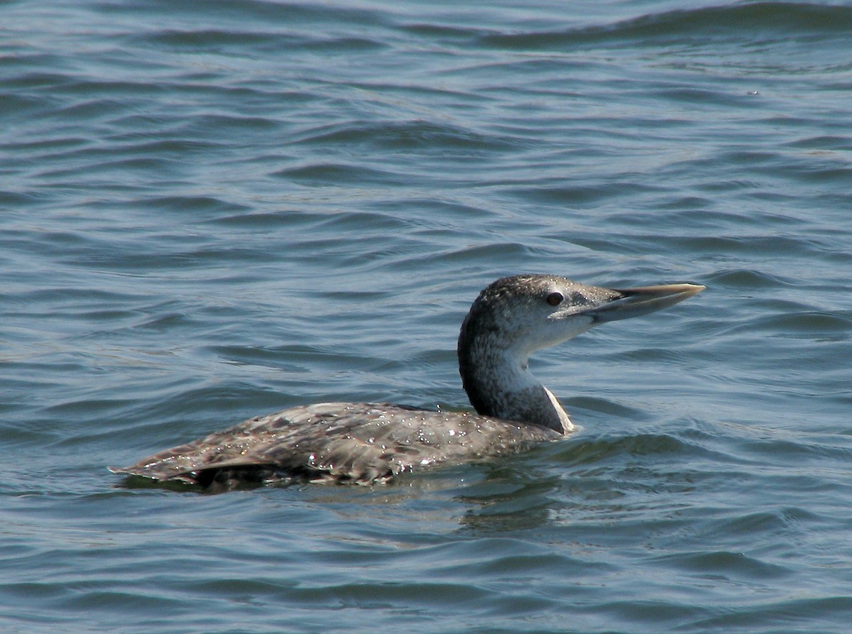 Yellow-billed Loon - ML615210239