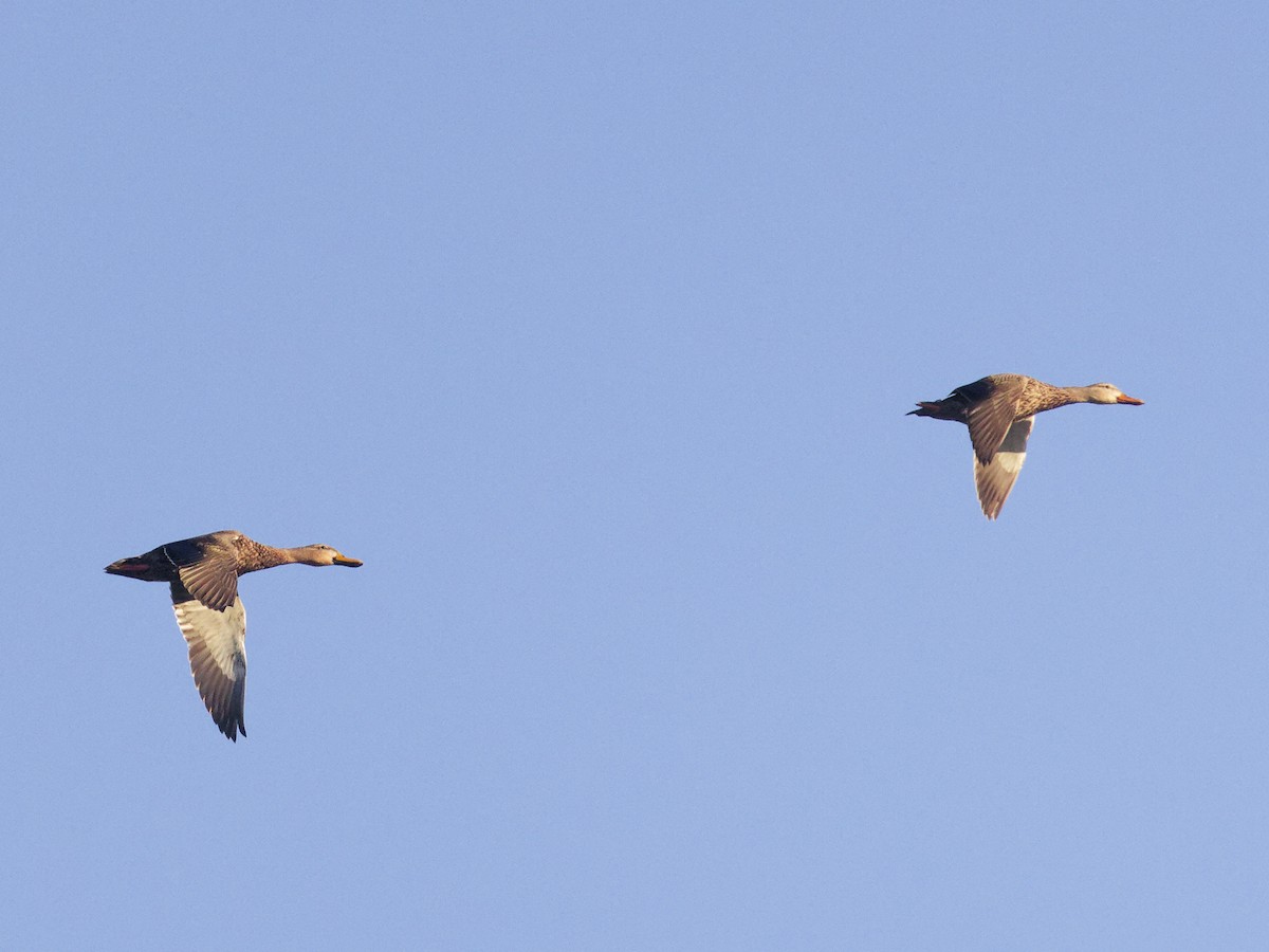 Mottled Duck - ML615210243