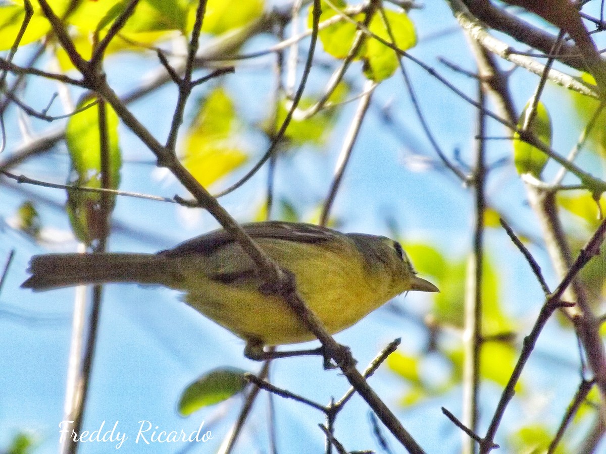 Cuban Vireo - ML615210258