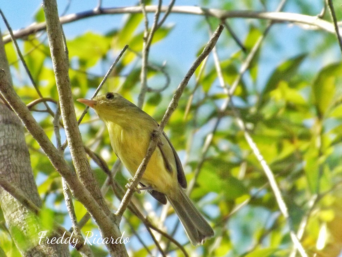 Cuban Vireo - Freddy Ricardo Cruz