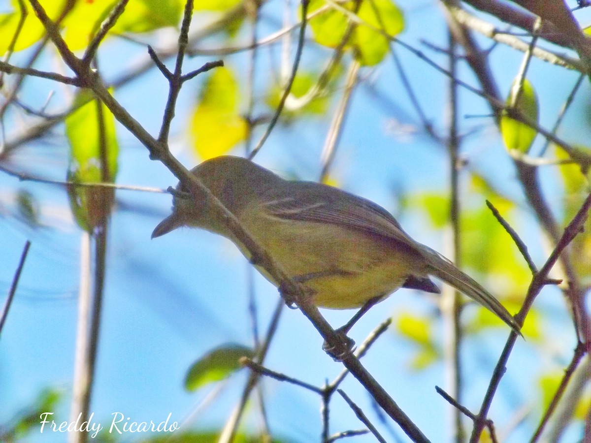 Cuban Vireo - ML615210260