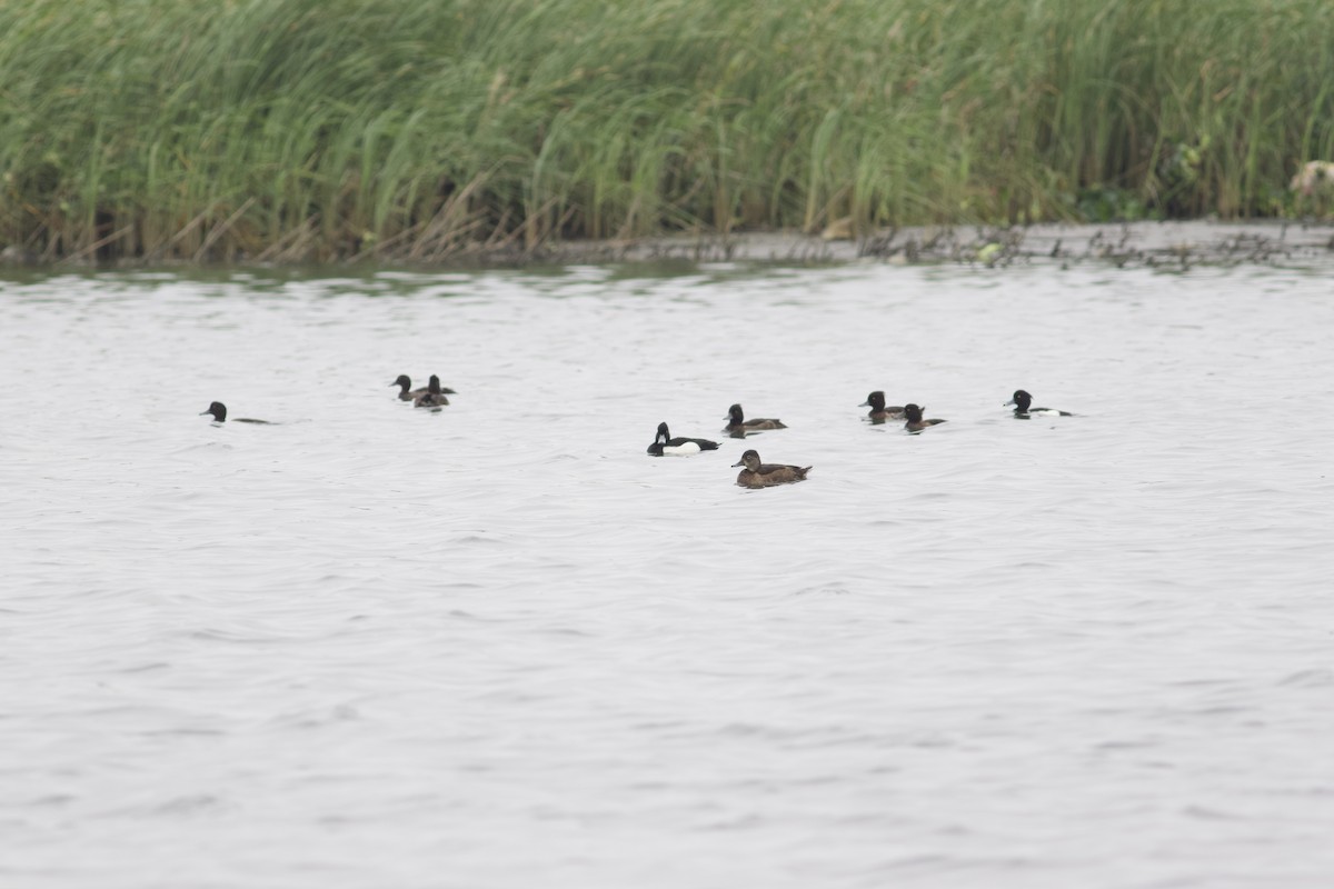 Ring-necked Duck - ML615210296