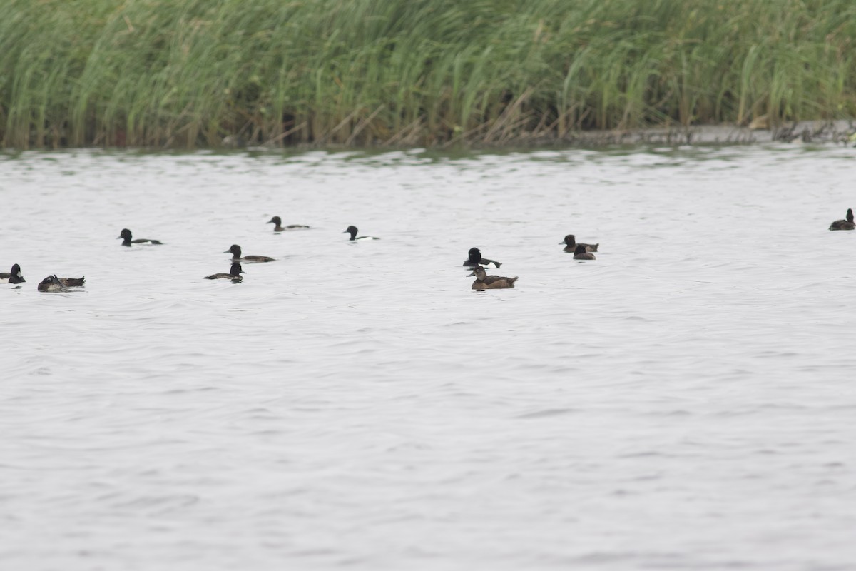 Ring-necked Duck - ML615210297