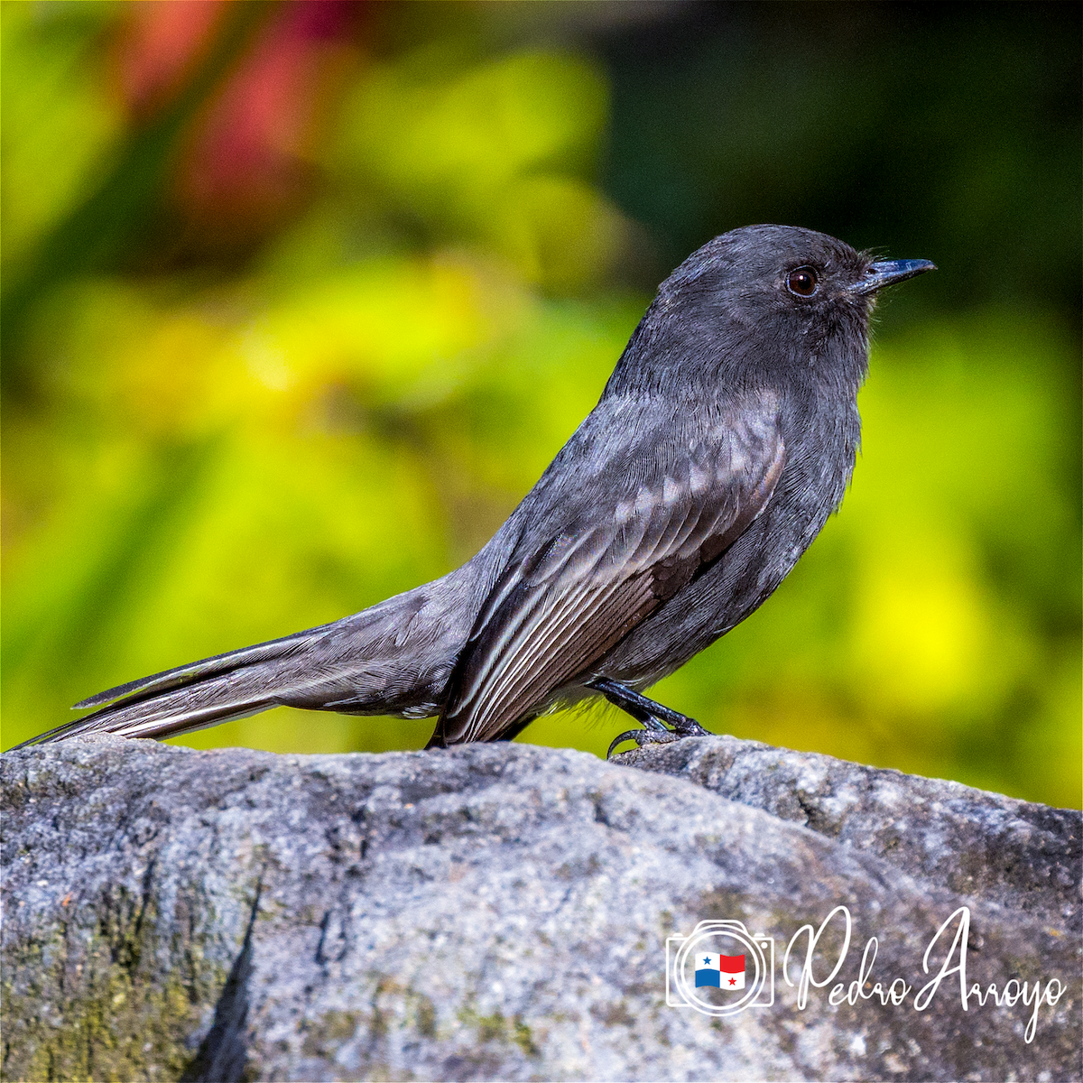 Black Phoebe - Pedro Arroyo