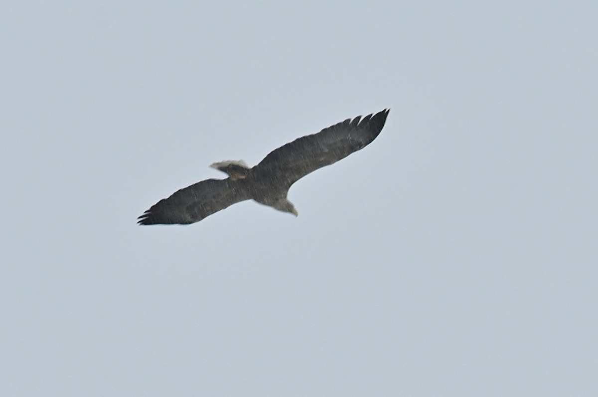 White-tailed Eagle - ML615210330