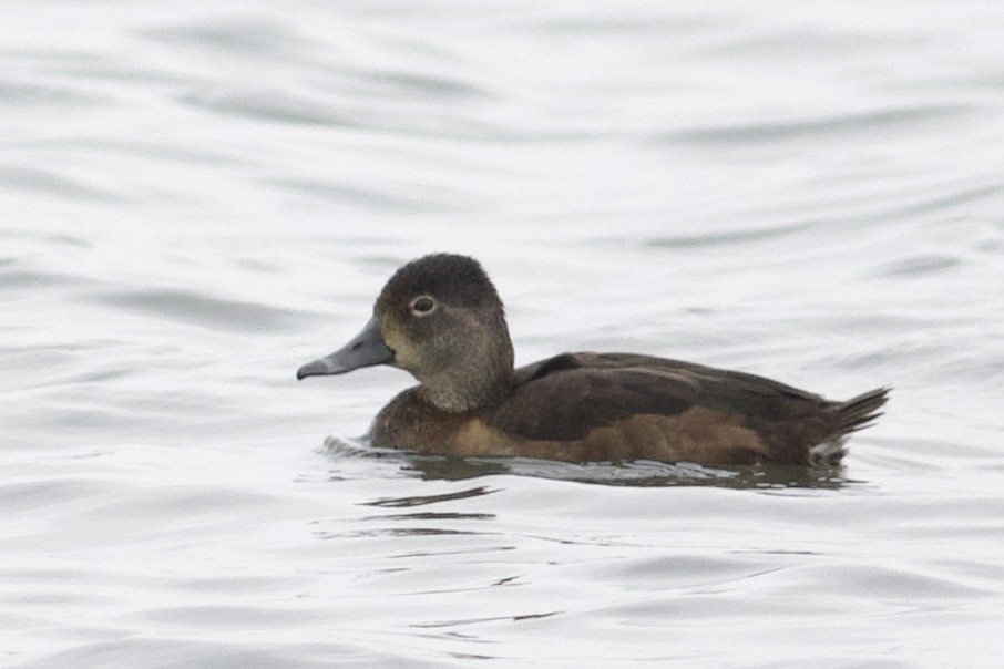 Ring-necked Duck - ML615210333