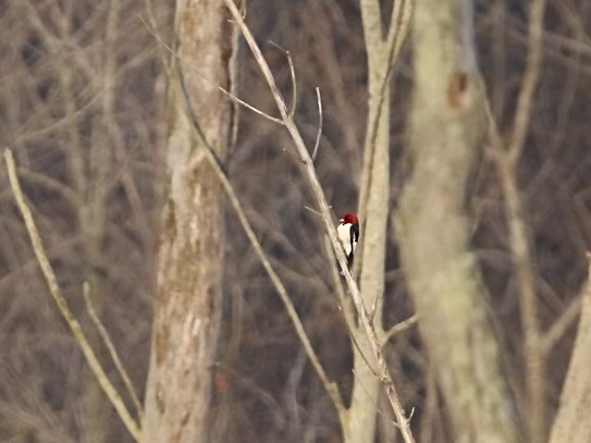 Red-headed Woodpecker - Amos Yoder
