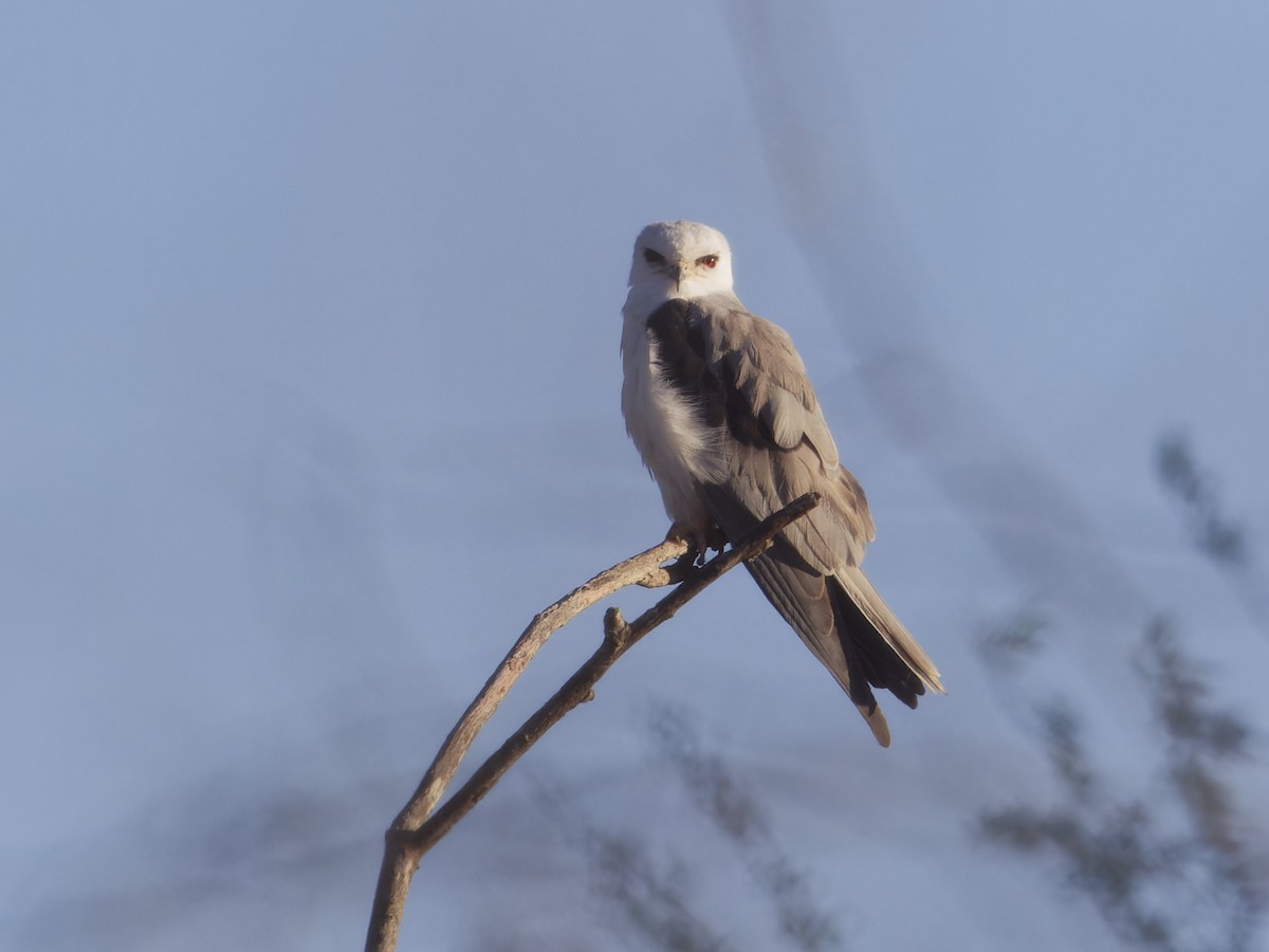 White-tailed Kite - ML615210384
