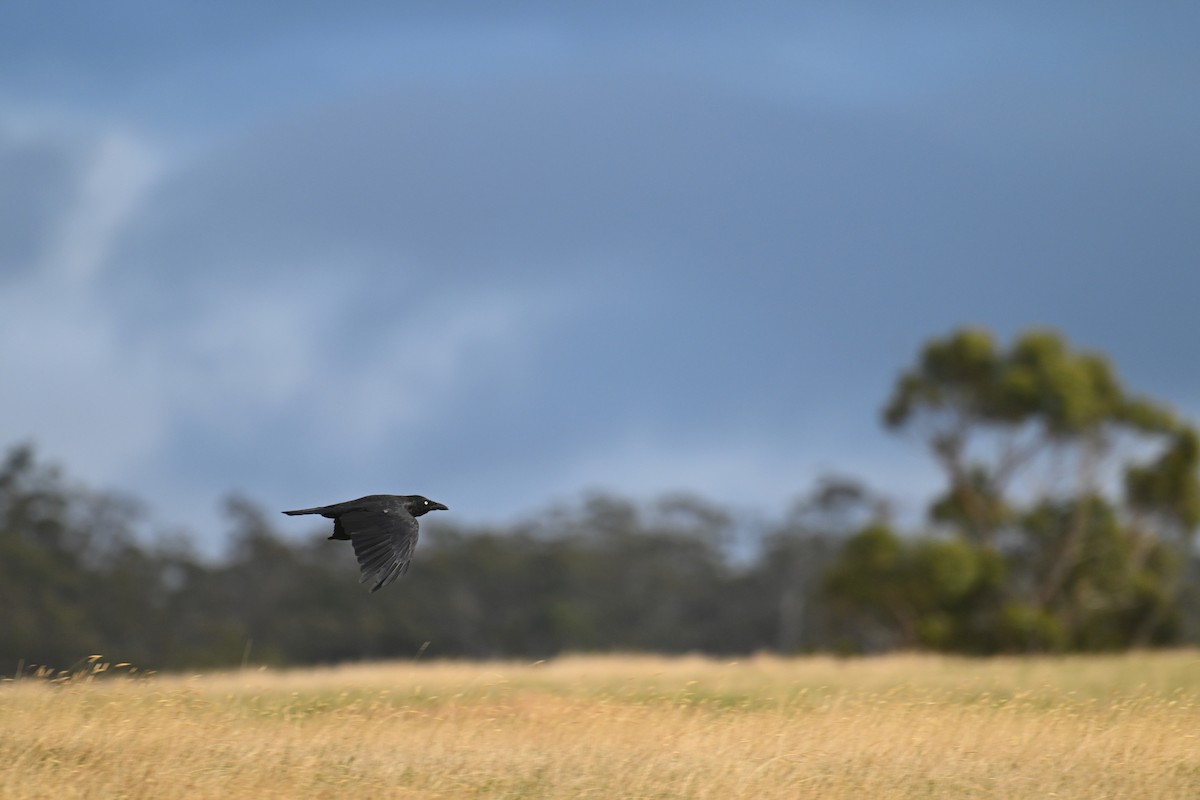 Corbeau de Tasmanie - ML615210397