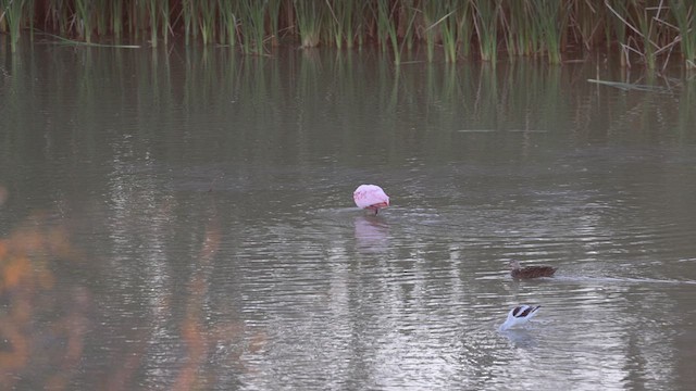 Roseate Spoonbill - ML615210442