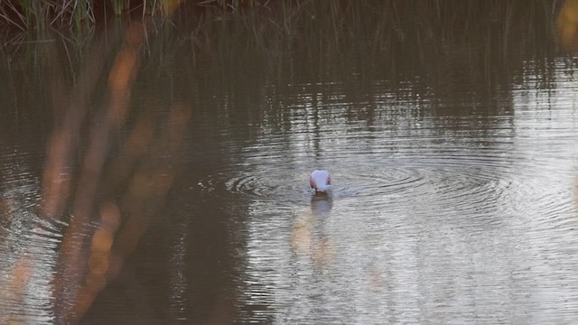 Roseate Spoonbill - ML615210443