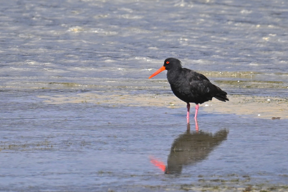 Sooty Oystercatcher - ML615210457