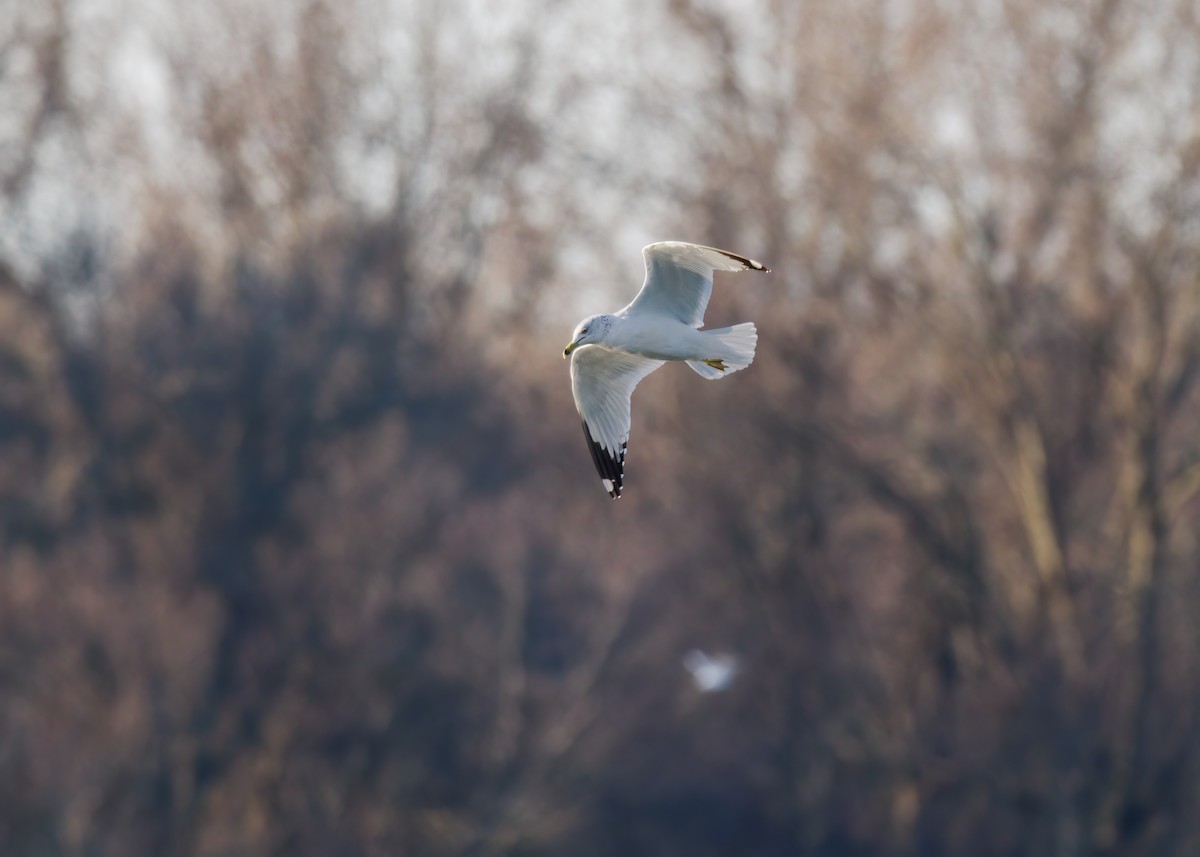 Ring-billed Gull - ML615210464