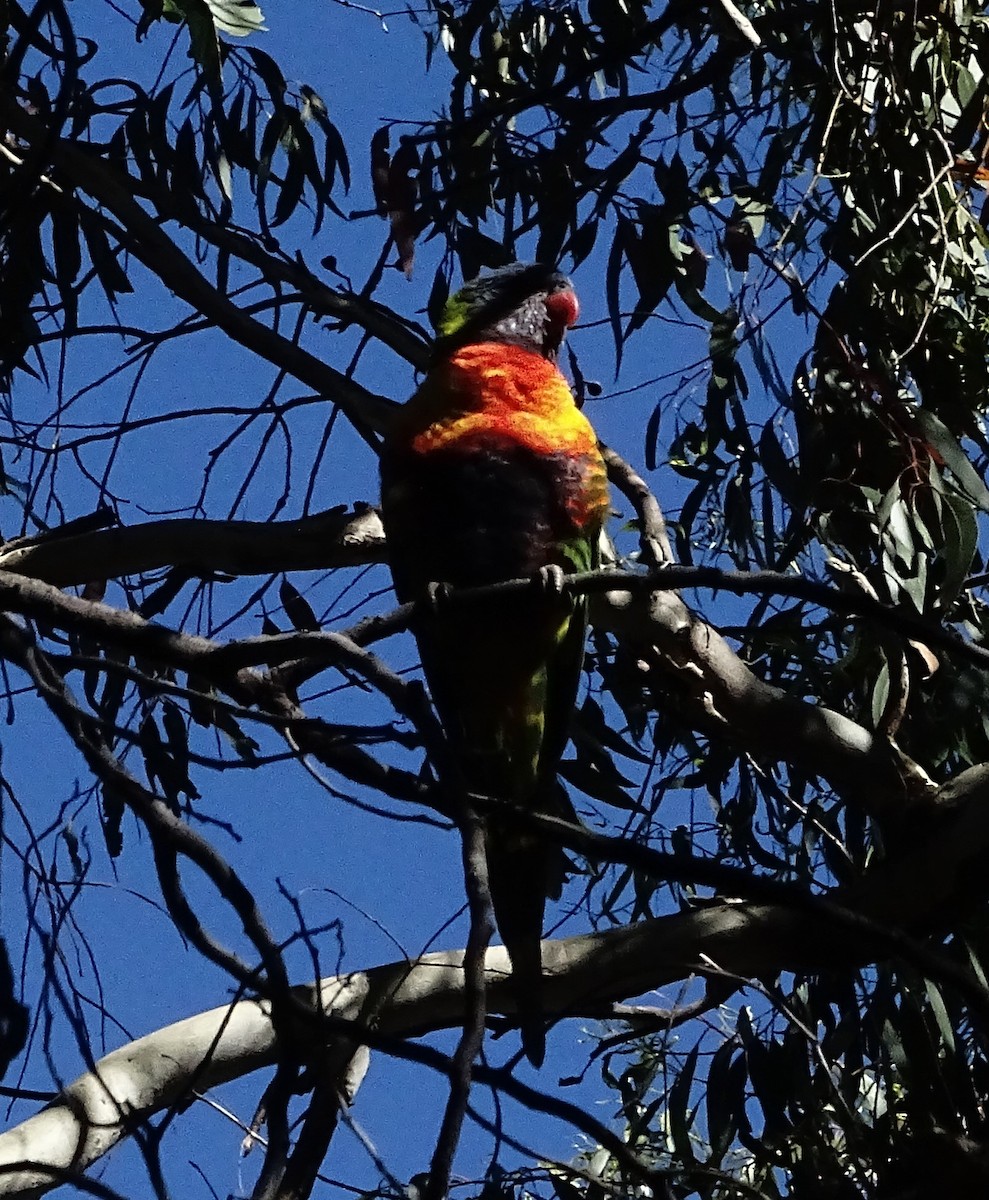 Rainbow Lorikeet - ML615210503