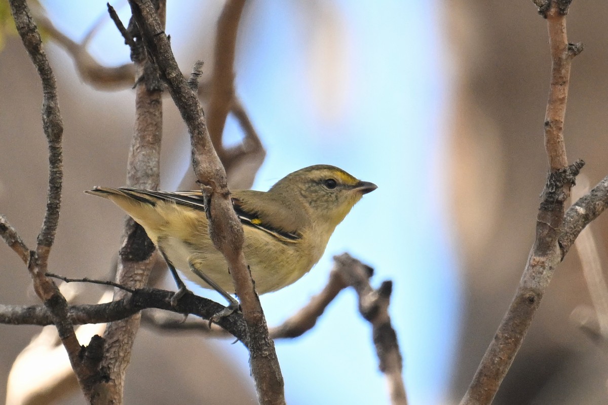 Streifenpanthervogel - ML615210506