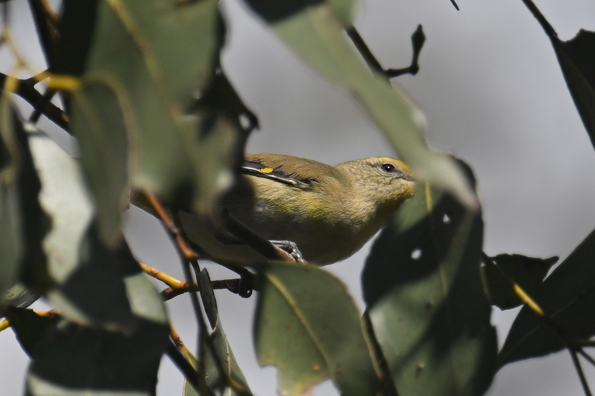 Pardalote Estriado - ML615210509