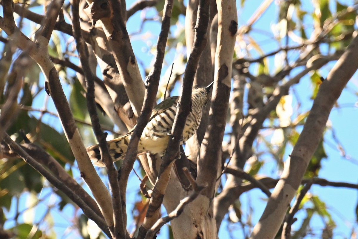 Shining Bronze-Cuckoo - ML615210517