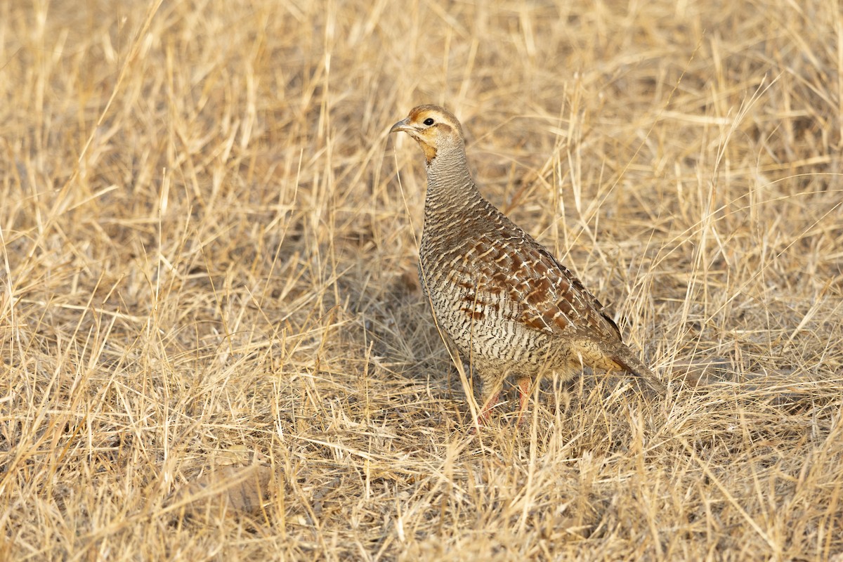 Gray Francolin - ML615210550