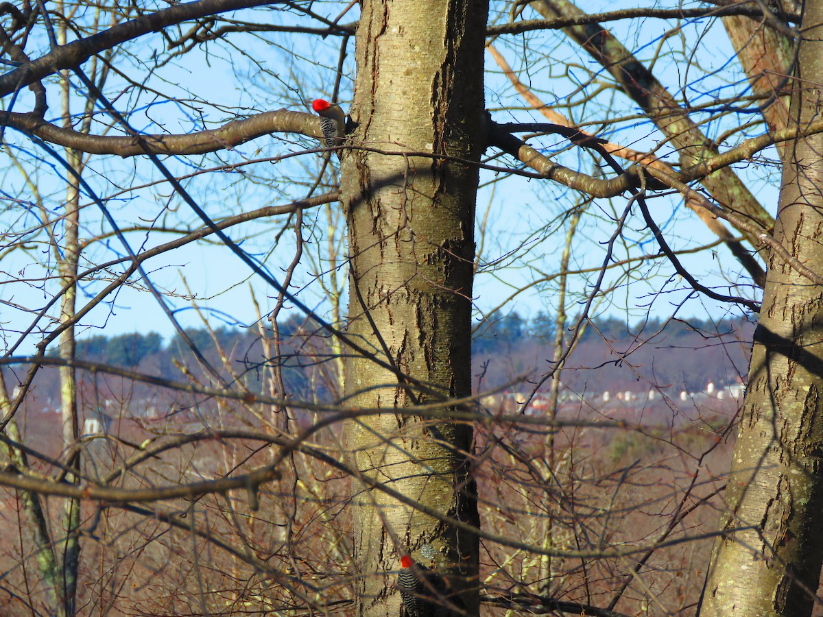 Red-bellied Woodpecker - ML615210564