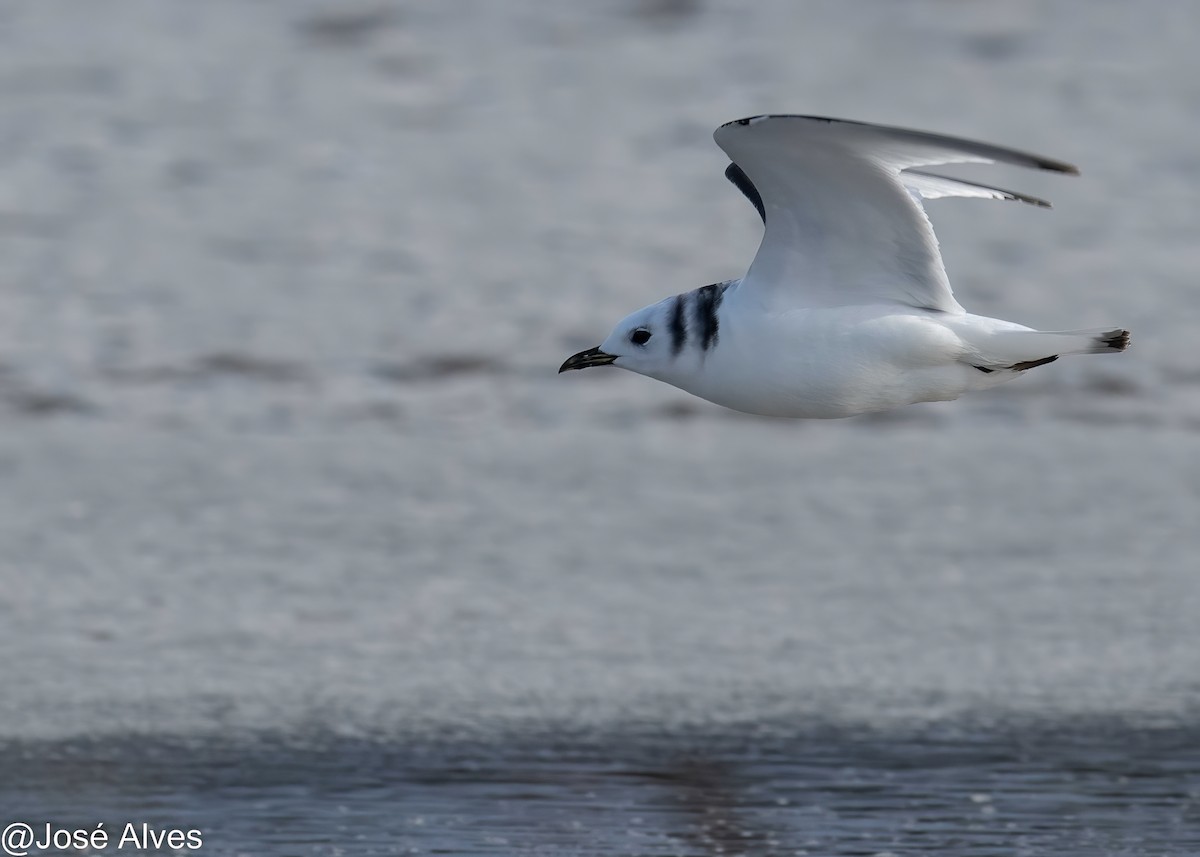 Black-legged Kittiwake - José Alves