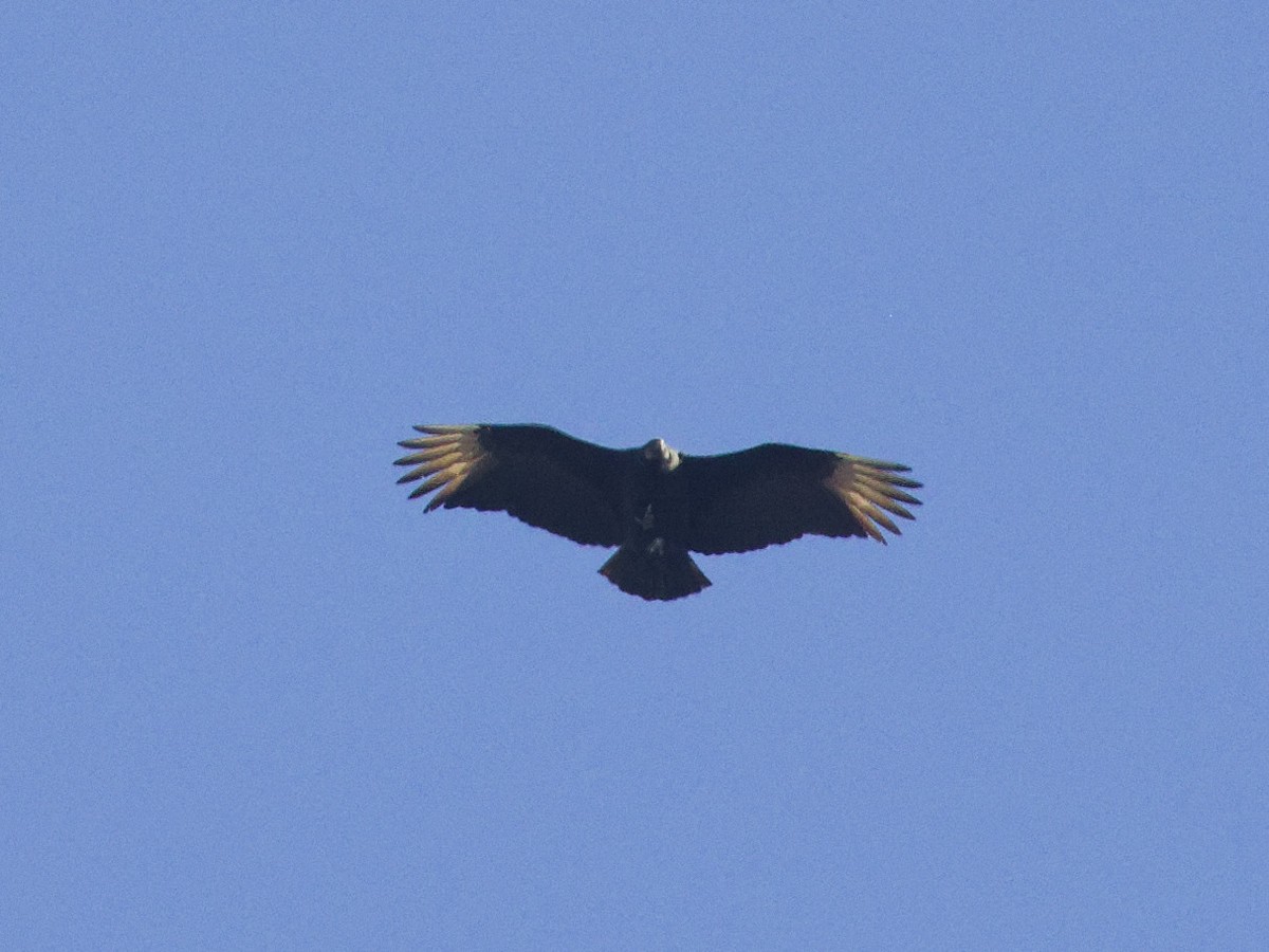 Black Vulture - ML615210583