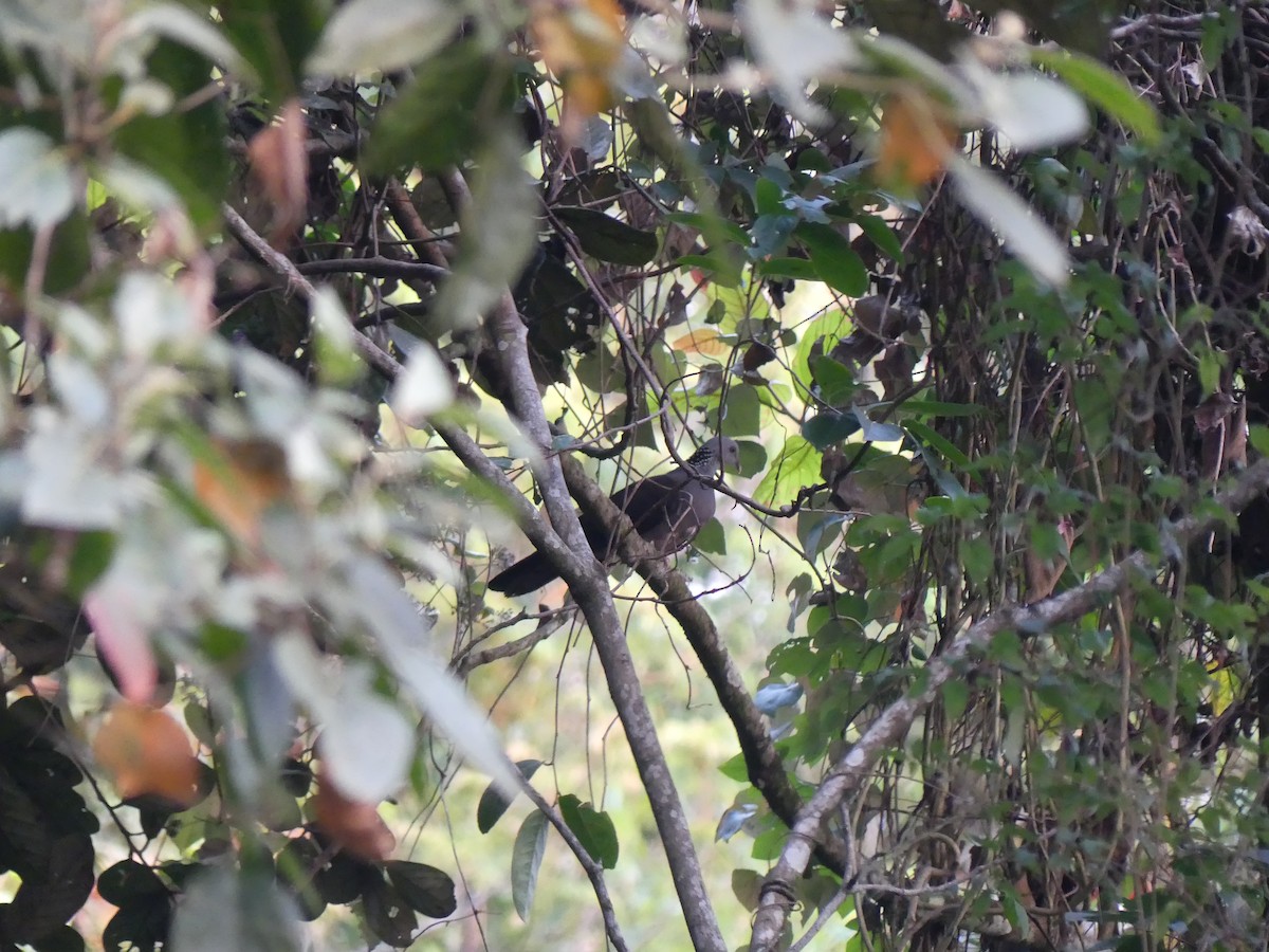 holub nilgirský - ML615210593