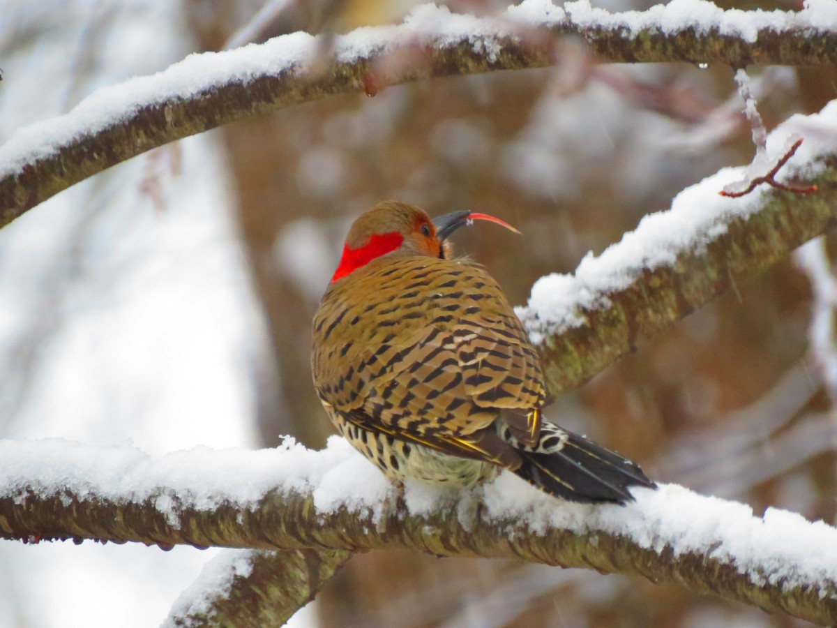 Northern Flicker - ML615210598