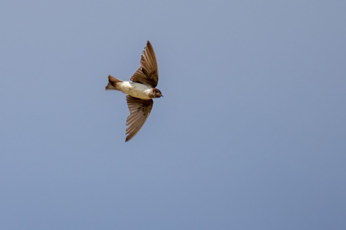 Andean Swallow - ML615210607