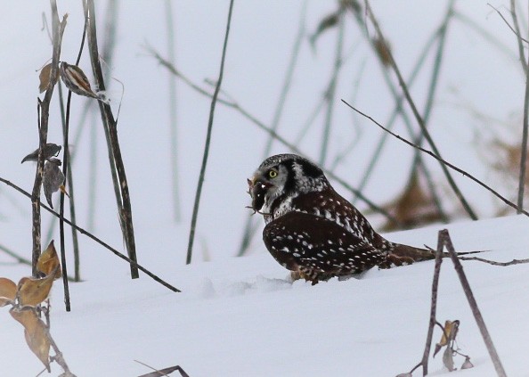 Northern Hawk Owl - Jane Sender