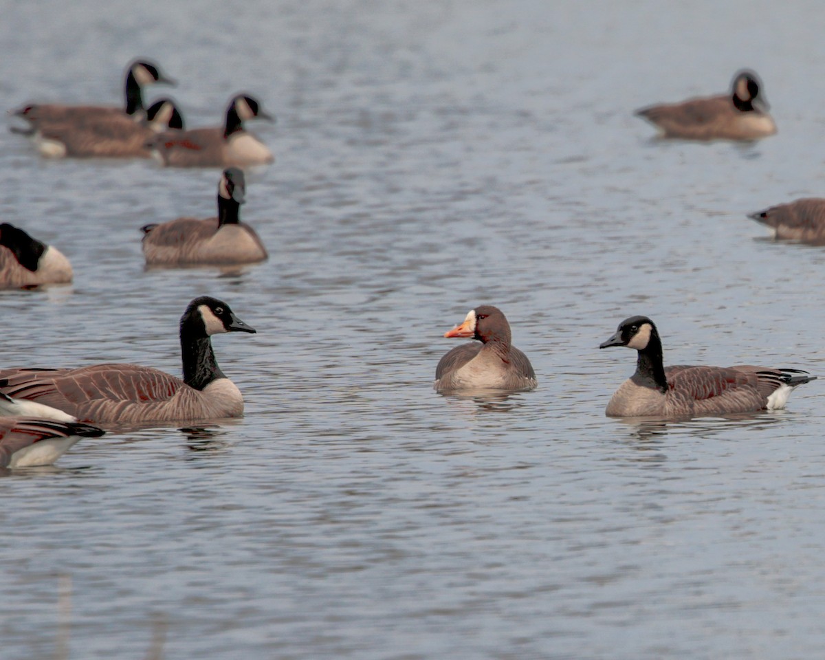 Greater White-fronted Goose - ML615210623