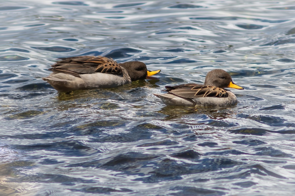 Yellow-billed Teal - ML615210626