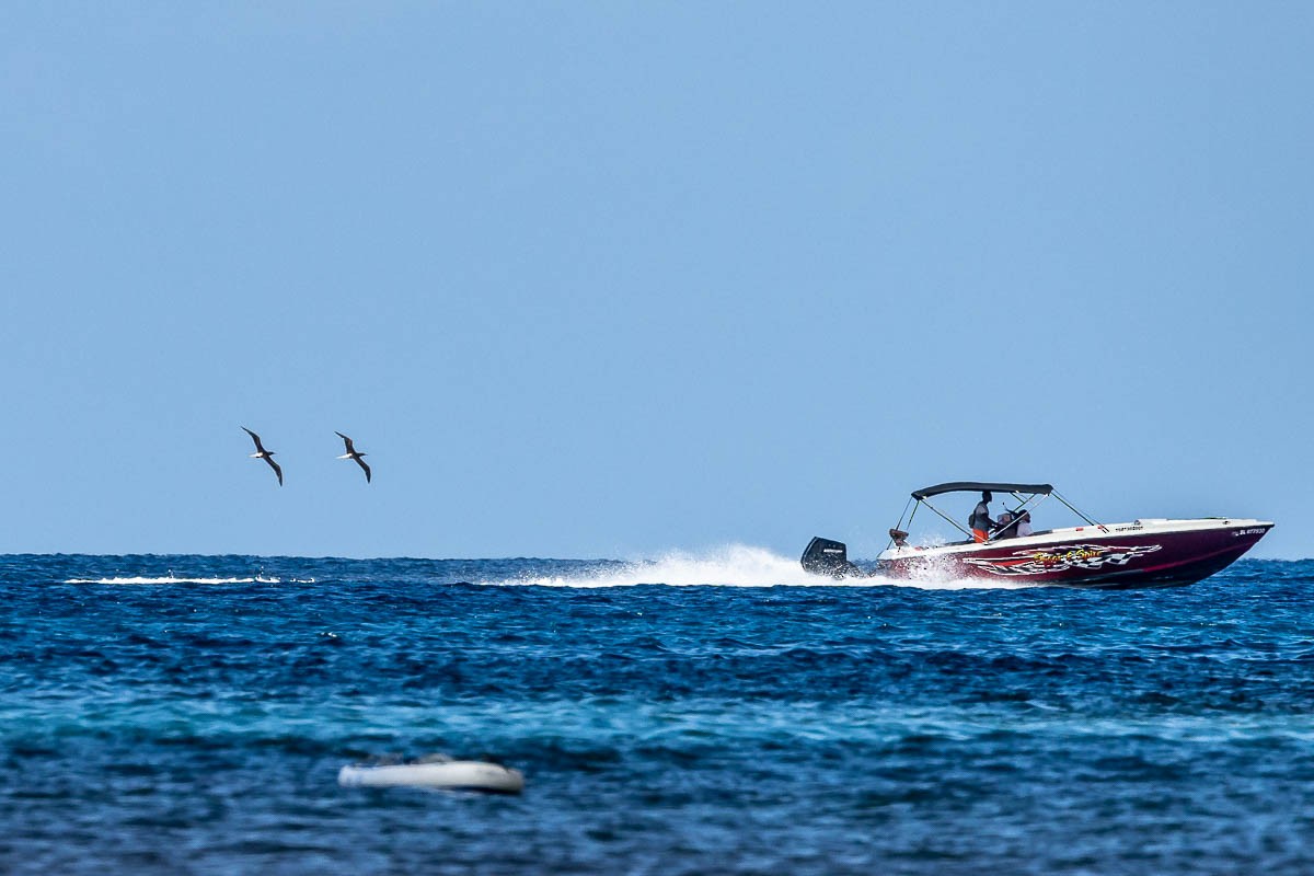 Red-footed Booby - ML615210642