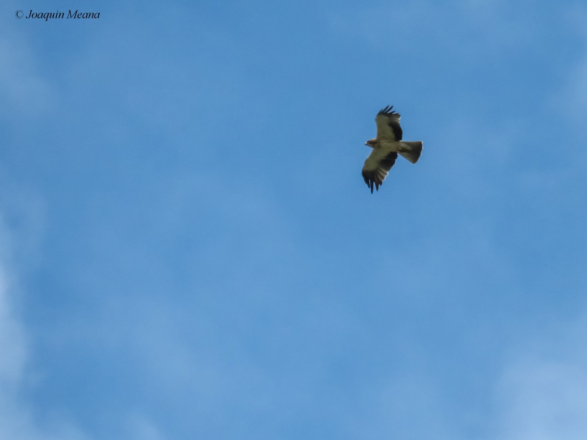 Booted Eagle - Joaquín Meana